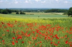 Poppies on the South Downs