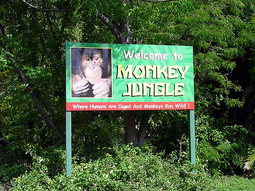 Monkey-Jungle-Attraction-Miami