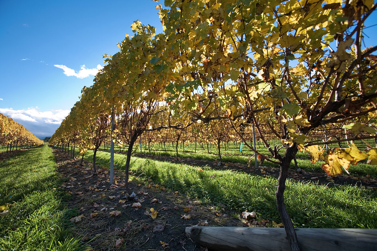 Vineyards producing New Zealand’s Sauvignon Blanc is a visit you need to make when in the country ... photo by CC user © Jorge Royan / http://www.royan.com.ar
